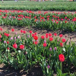 Meet your Posher, Callie